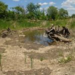Remic Rapids Wetland Creation Project — Ottawa River