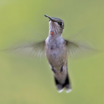Ontario Nature - Endangered Species - Migratory Birds