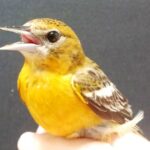 Ottawa’s Bird-Safe Design Guidelines